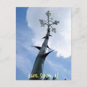 Agave, Sedona, AZ Vykort