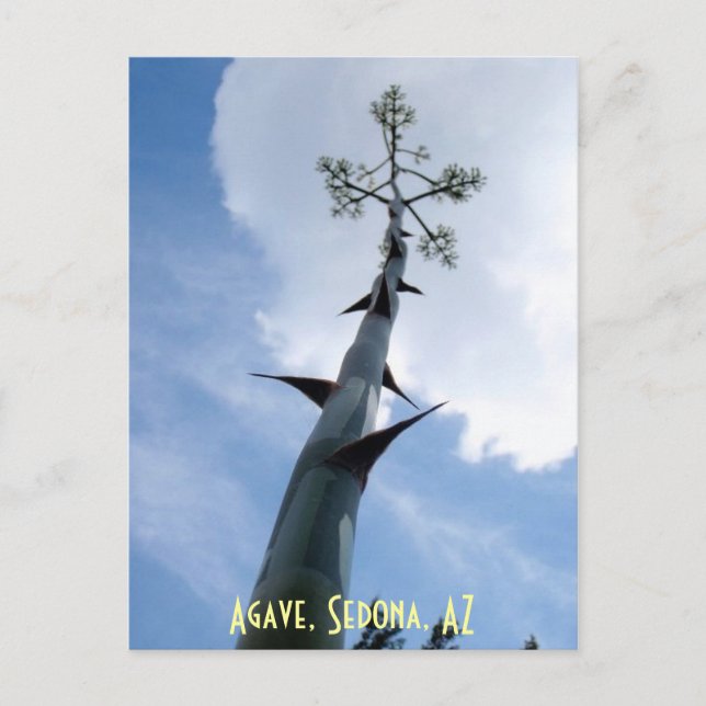 Agave, Sedona, AZ Vykort (Framsida)