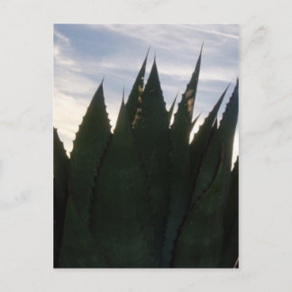 Agave Skyrockets vykort