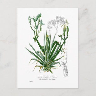 Agave species vykort