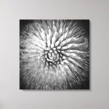 Agave Spikes Black and White Southwest