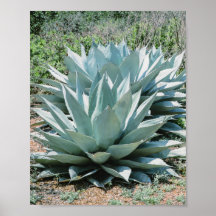 Agave Succulent Plant Cactus Grönt sage grått