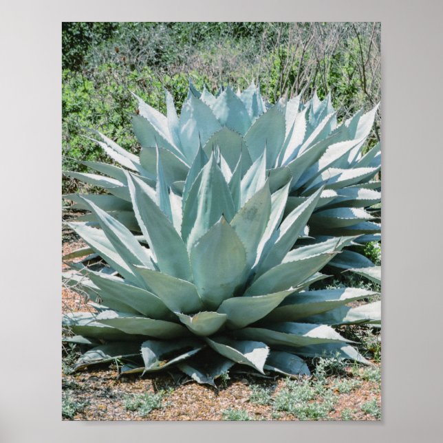 Agave Succulent Plant Cactus Grönt sage grått Poster (Framsidan)
