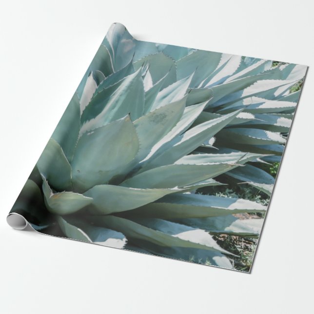 Agave Succulent Plant Cactus Grönt sage grått Presentpapper (Utrullad)
