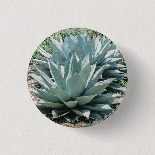 Agave Succulent Plant Cactus Grönt sage Knapp (Framsida)