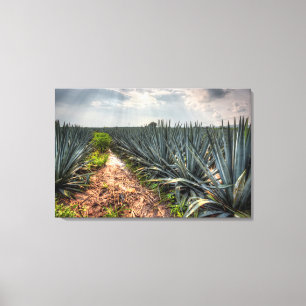 Agave Tequilana Canvastryck