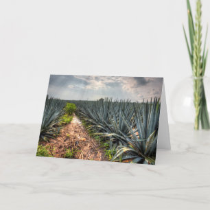 Agave Tequilana Kort