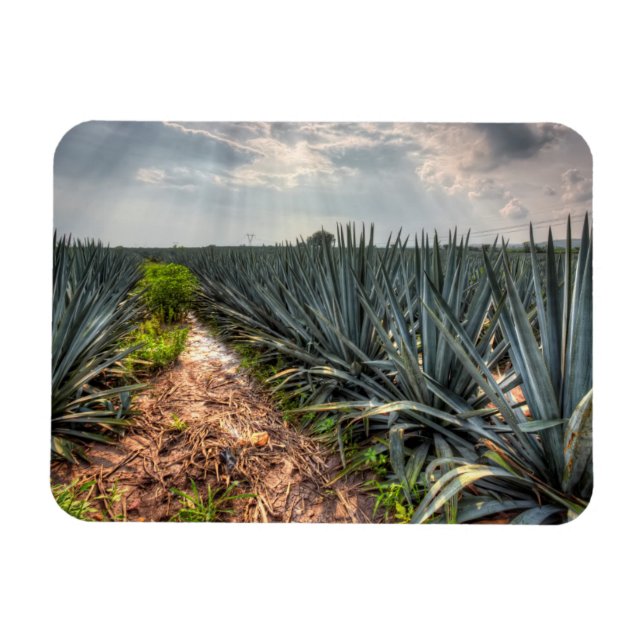 Agave Tequilana Magnet (Horisontell)