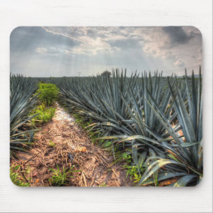 Agave Tequilana Musmatta