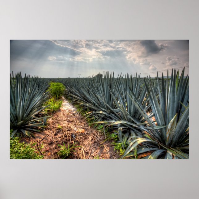 Agave Tequilana Poster (Framsidan)