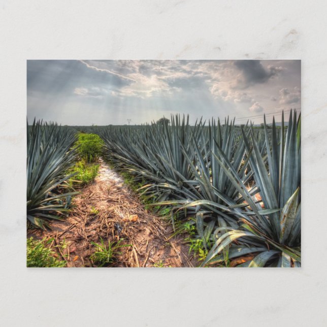 Agave Tequilana Vykort (Framsida)