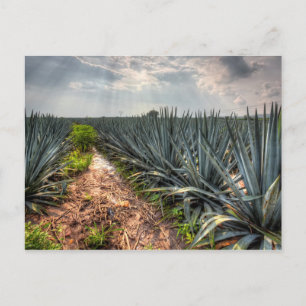 Agave Tequilana Vykort