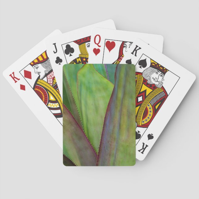 Agave Växtdetalj Casinokort (Baksidan)