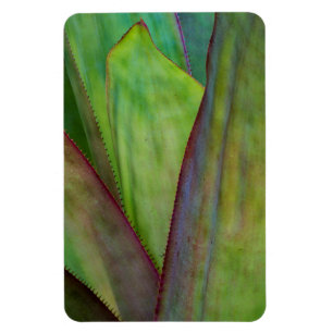 Agave Växtdetalj Magnet