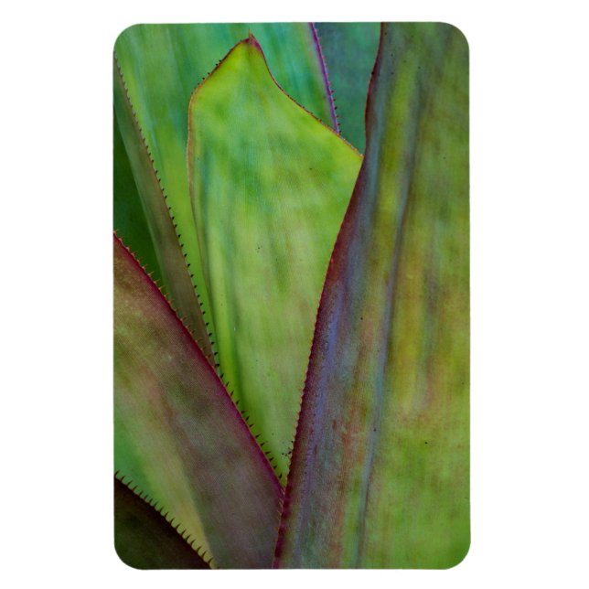 Agave Växtdetalj Magnet (Vertikal)