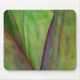 Agave Växtdetalj Musmatta