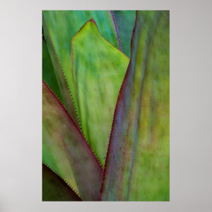 Agave Växtdetalj Poster