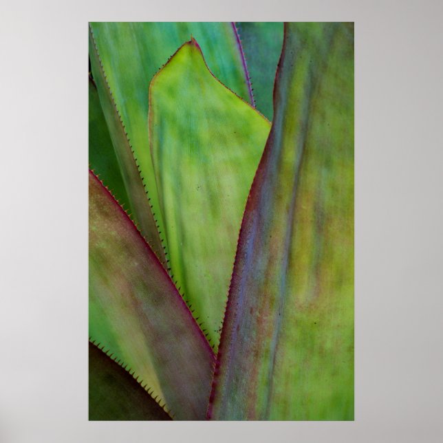 Agave Växtdetalj Poster (Framsidan)