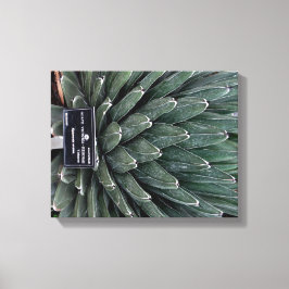 Agave Victoria Plant Photo Wrapped Canvas Skriv ut