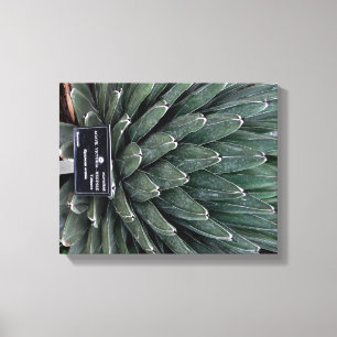 Agave Victoria Plant Photo Wrapped Canvas Skriv ut