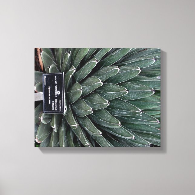 Agave Victoria Plant Photo Wrapped Canvas Skriv ut (Framsida)