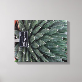Agave Victoria Plant Photo Wrapped Canvas Skriv ut