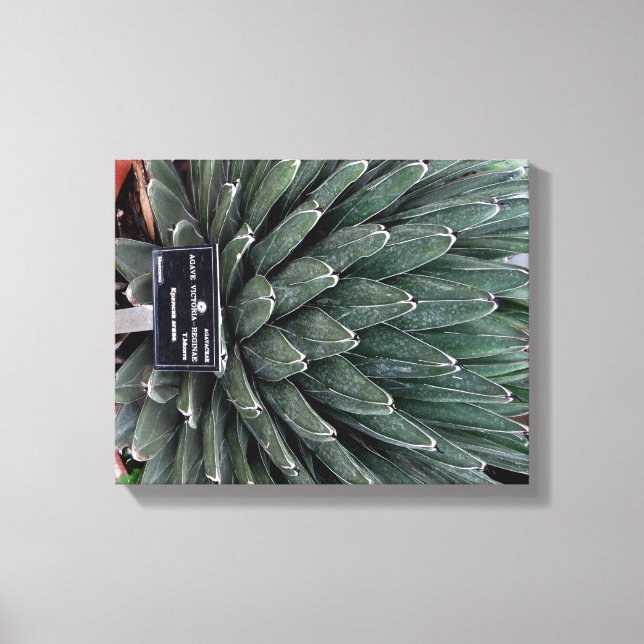 Agave Victoria Plant Photo Wrapped Canvas Skriv ut (Framsida)
