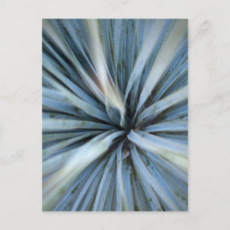 Agave Vykort