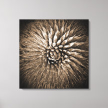 Agavepiggar Sepiatryck på canvas 56 cm x 56 cm