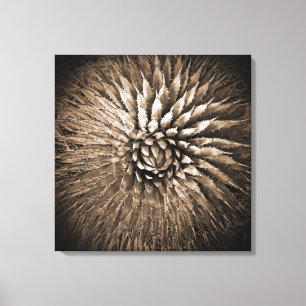 Agavepiggar Sepiatryck på canvas 56 cm x 56 cm