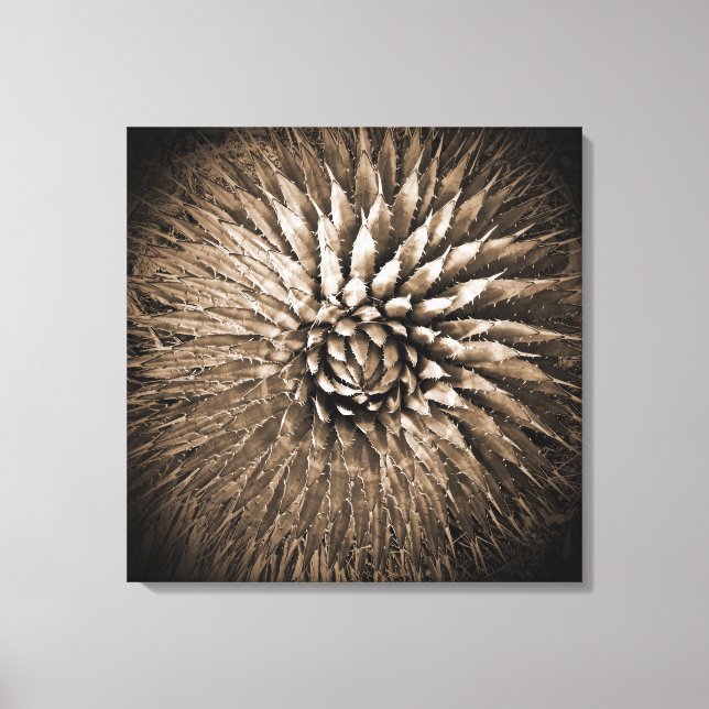 Agavepiggar Sepiatryck på canvas 56 cm x 56 cm (Framsida)