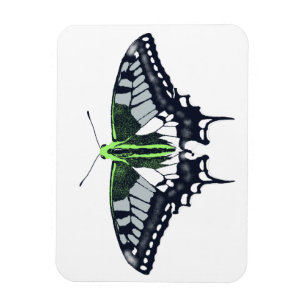 Agender Flagga Swallowtail Butterfly Magnet