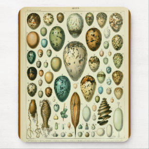 Ägg antikt illustration av naturhistoria millot musmatta