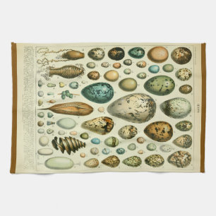 Ägg antikt naturhistoriskt illustrationsmillot kökshandduk