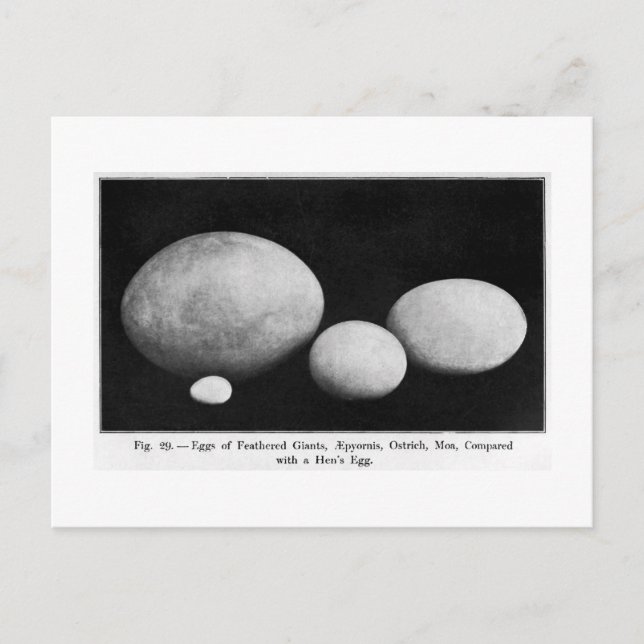 Ägg av fågeljättar - vykort (Framsida)