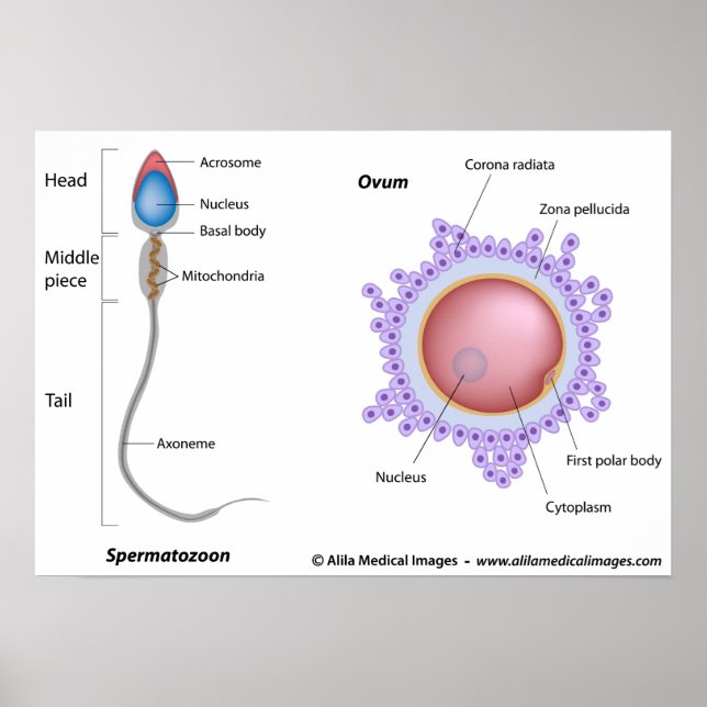 Ägg- och spermiestruktur poster (Framsidan)