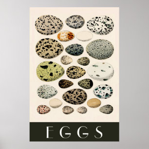 Ägg Poster