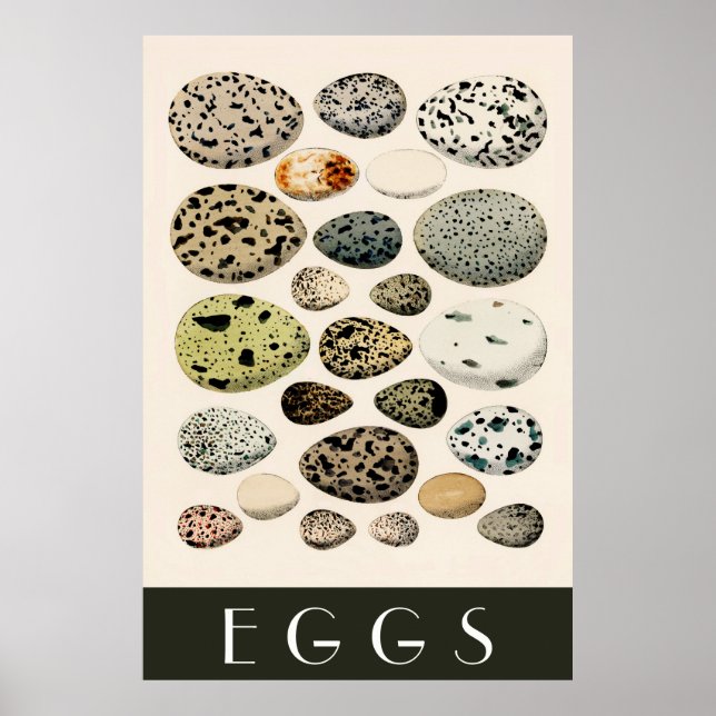 Ägg Poster (Framsidan)