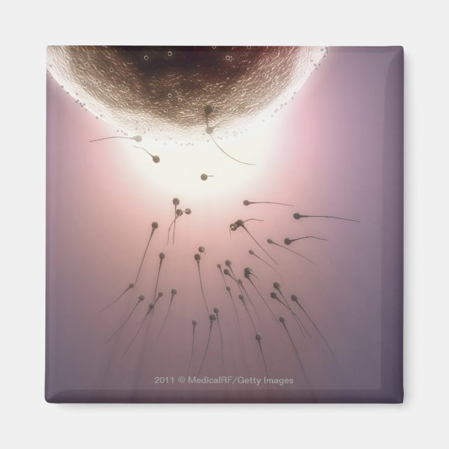 Ägg som befruktas av sperma magnet (Framsidan)