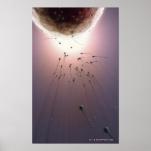 Ägg som befruktas av sperma poster
