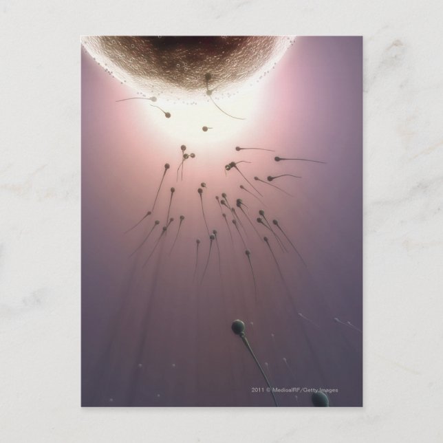 Ägg som befruktas av sperma vykort (Framsida)