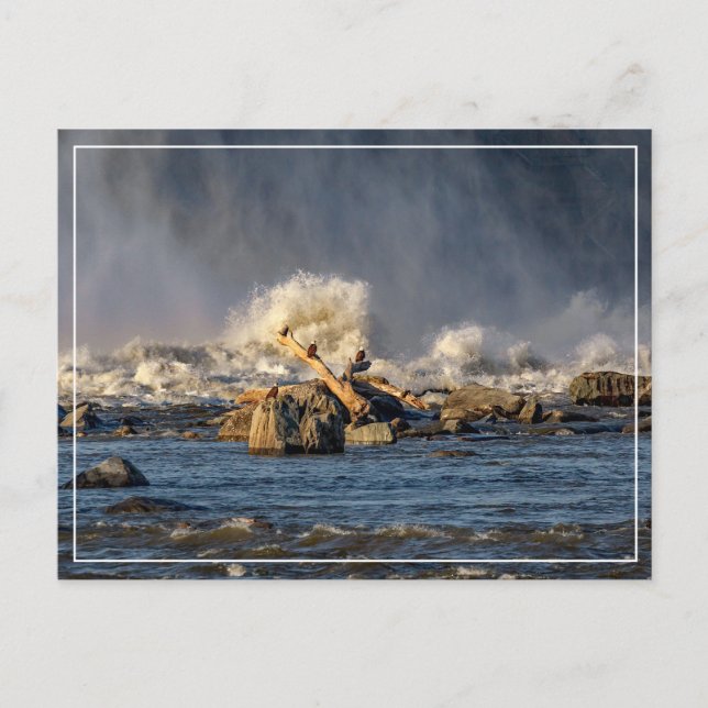 Äggar och rå Vatten Vykort (Framsida)