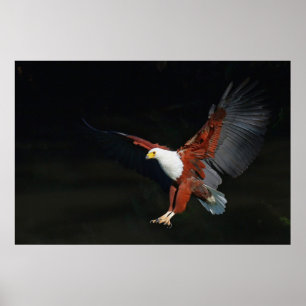 Äggel Poster