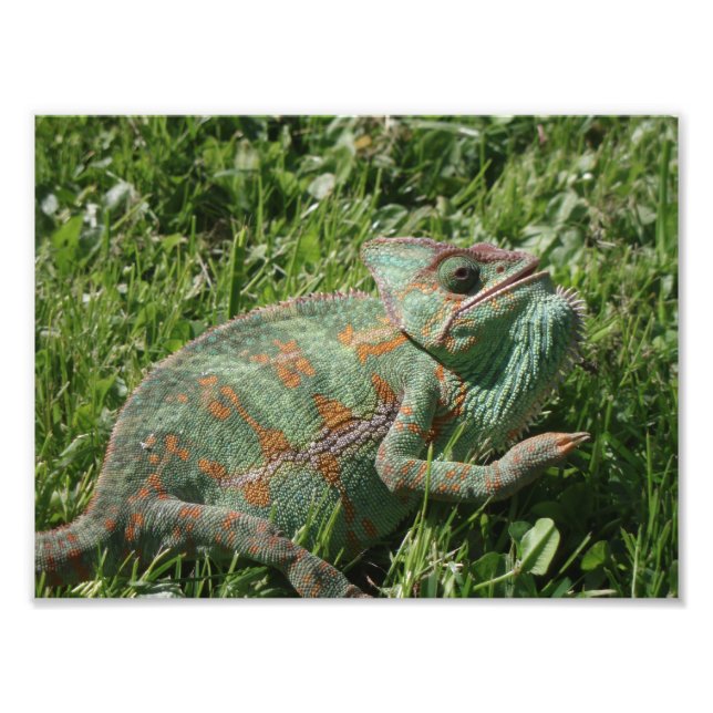 Aggressiv fotoutskrift i Chameleon Fototryck (Framsidan)