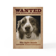 Agile Aussie