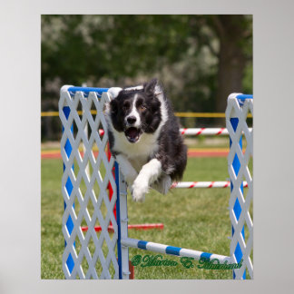 Agilitet Gräns Collie Poster