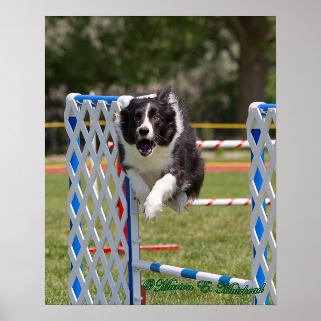 Agilitet Gräns Collie Poster (Framsidan)