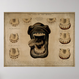 Aging Horse Mouth Teeth Old Etching Watercolor Poster
