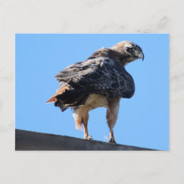 Agitated Red Svan Hawk Vykort