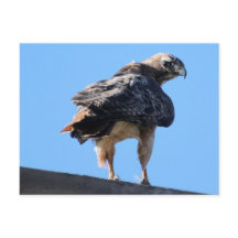 Agitated Red Svan Hawk